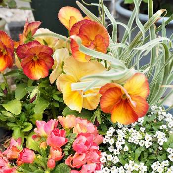  ツルバキアの画像 by あきさん | 玄関と春のお花とビオラ・パンジーと寄せ植えとスイートアリッサム 白と ツルバキアとプリムラジュリアン♡